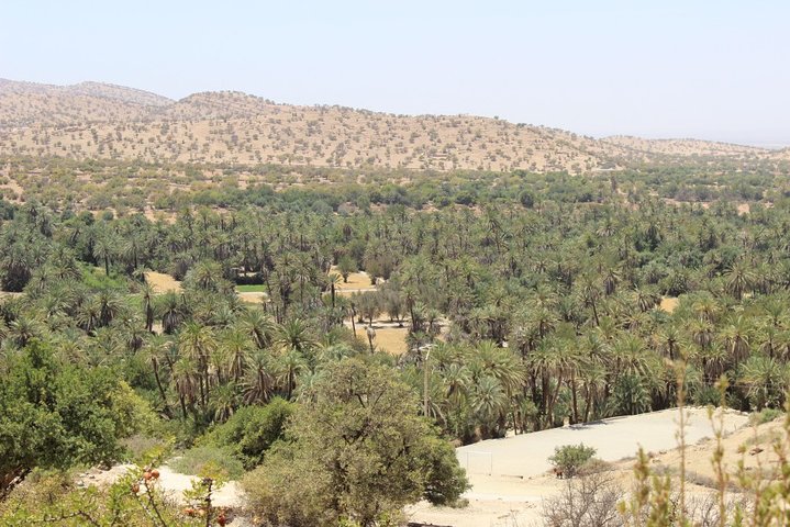from agadir: tiout oasis and taroudant excursion - Image 3