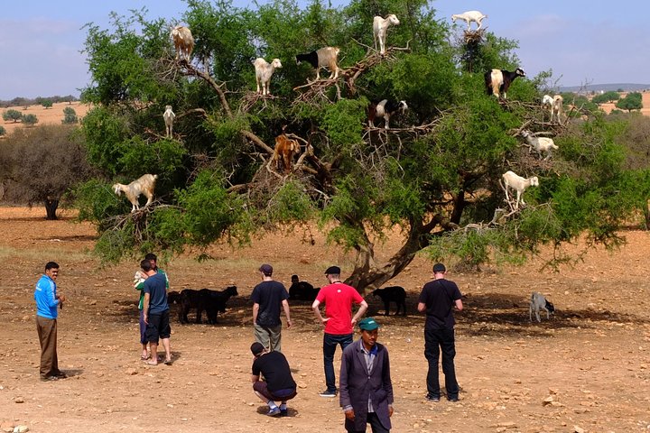 Full-Day Essaouira Excursion from Agadir - Image 4