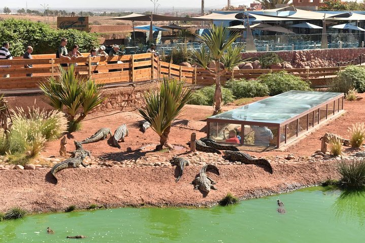 Goat on trees & Crocodile Park Including Tickets and Hotel Pickup - Image 4