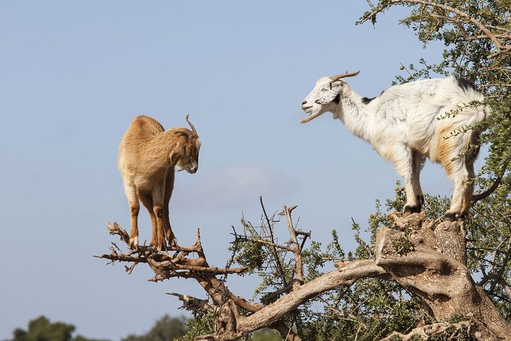 Goat on trees & Crocodile Park Including Tickets and Hotel Pickup - Image 1