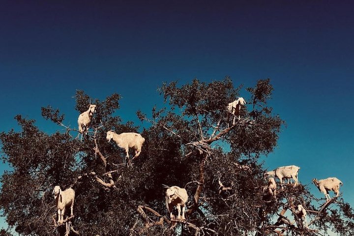 Goats on the Tree in Agadir Morocco - Image 4