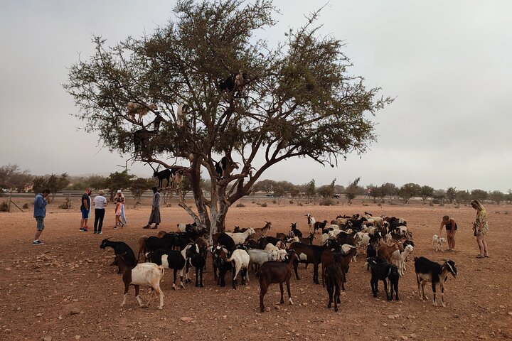 Goats On the Tree trip from Agadir & Taghazout - Image 5