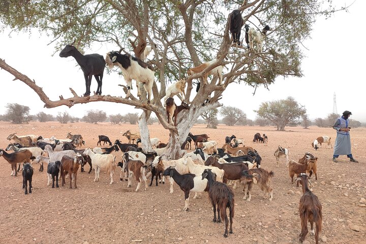 Goats On the Tree trip from Agadir & Taghazout - Image 4