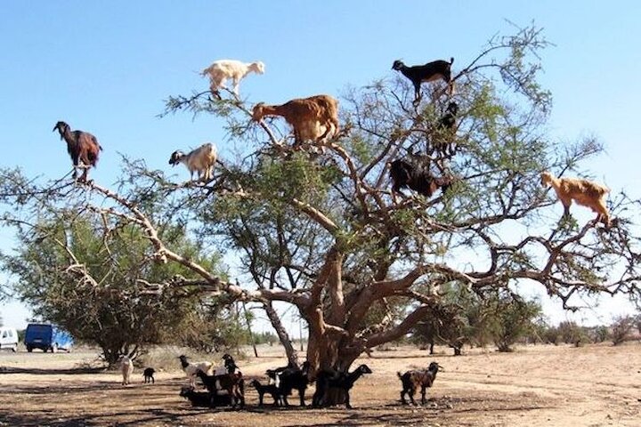 Goats On the Tree trip from Agadir & Taghazout - Image 1