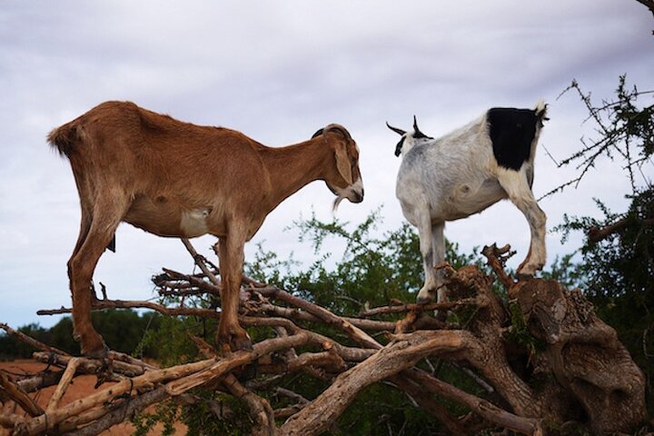 Goats On the Tree trip from Agadir & Taghazout - Image 3