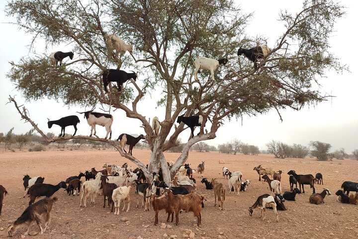 Goats On the Tree trip from Agadir & Taghazout - Image 2