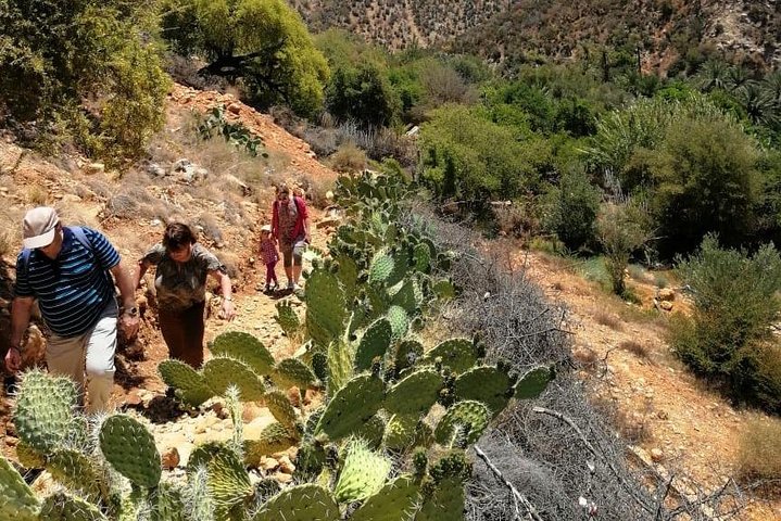 Half day Hiking between palm trees and valley in agadir  - Image 4