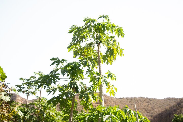 Half Day Trip to Secret Paradise Valley - Image 4