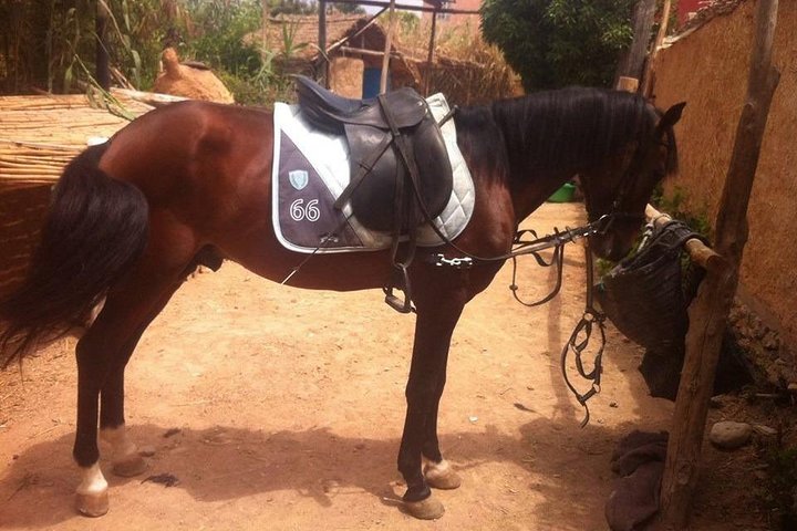 Horse Riding In Agadir  - Image 2