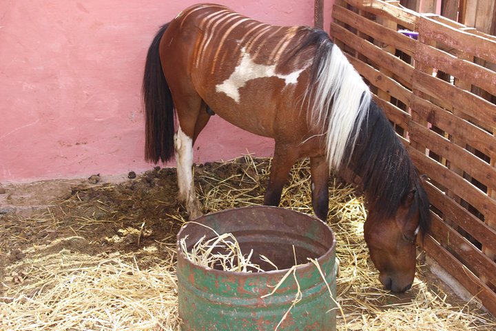 Horse Tour : 2 hours horse ride in Agadir - Image 4