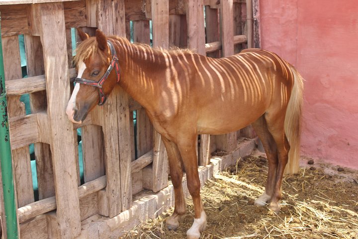 Horse Tour : 2 hours horse ride in Agadir - Image 3