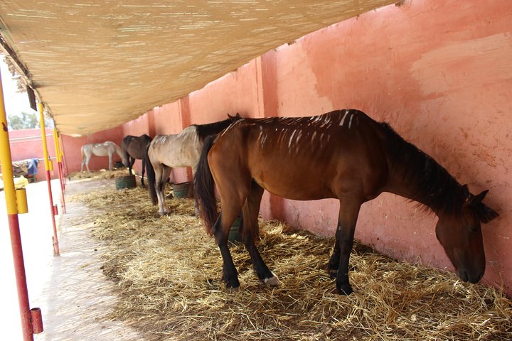 Horse Tour : 2 hours horse ride in Agadir - Image 5