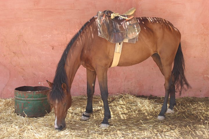Horse Tour : 2 hours horse ride in Agadir - Image 1