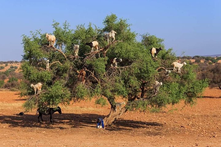 Marrakech & Essaouira = 2 Days Trip From Agadir - Image 2