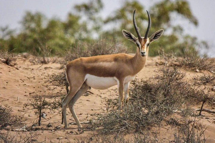 National Park of Souss Half Day Trip From Agadir - Image 1