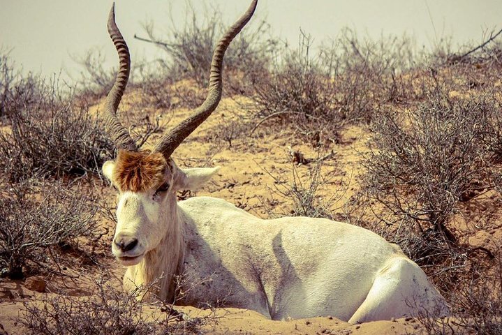 National Park of Souss Half Day Trip From Agadir - Image 3