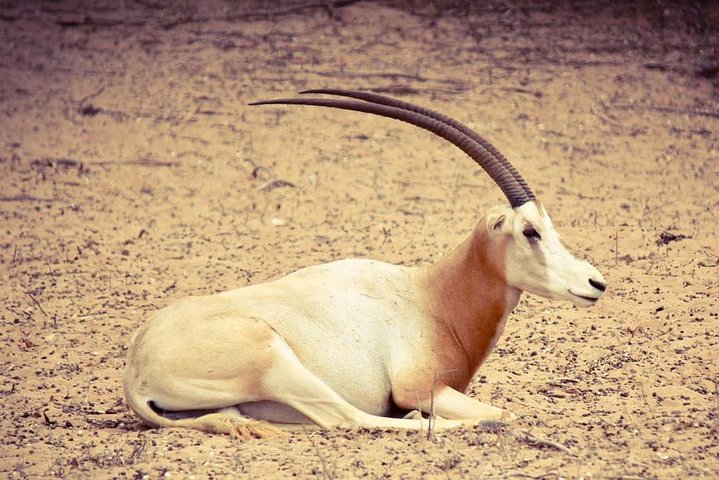 National Park of Souss Half Day Trip From Agadir - Image 2