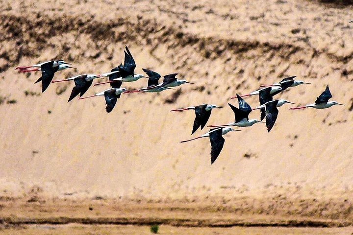 National Park of Souss Half Day Trip From Agadir - Image 5