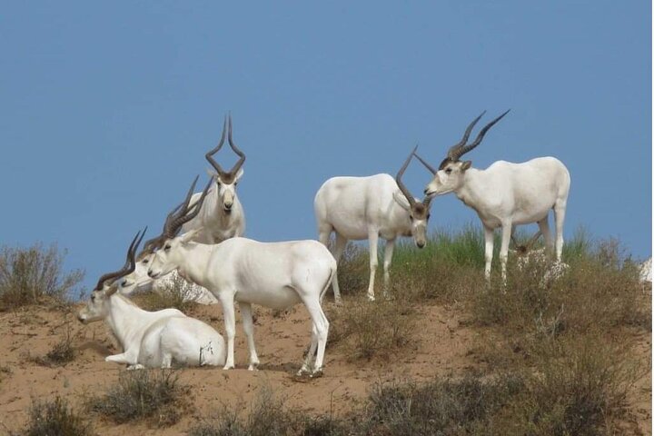  National Park Privat safari Tour from Agadir and Taghazout - Image 1