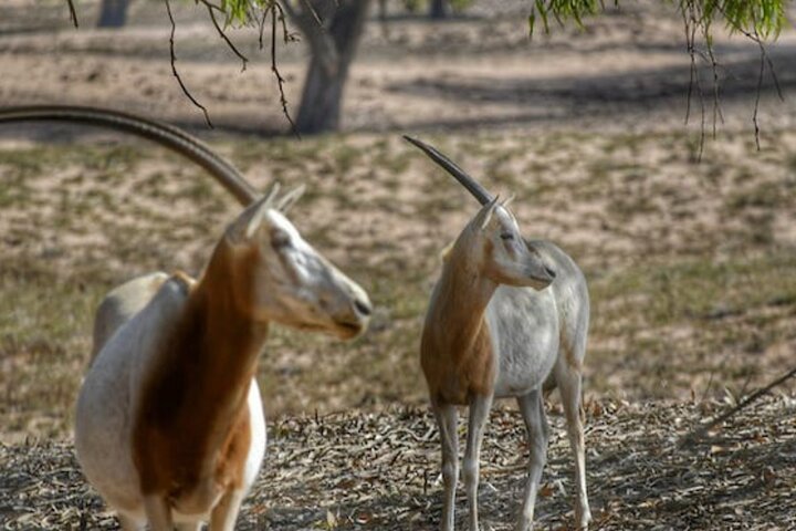  National Park Privat safari Tour from Agadir and Taghazout - Image 5