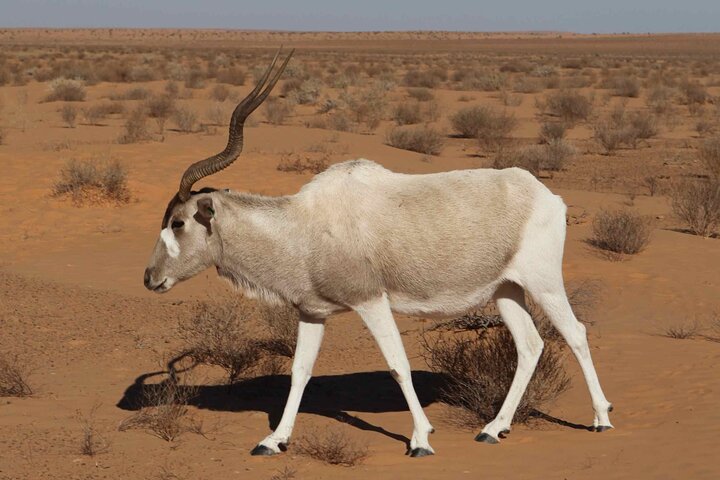  National Park Privat safari Tour from Agadir and Taghazout - Image 3