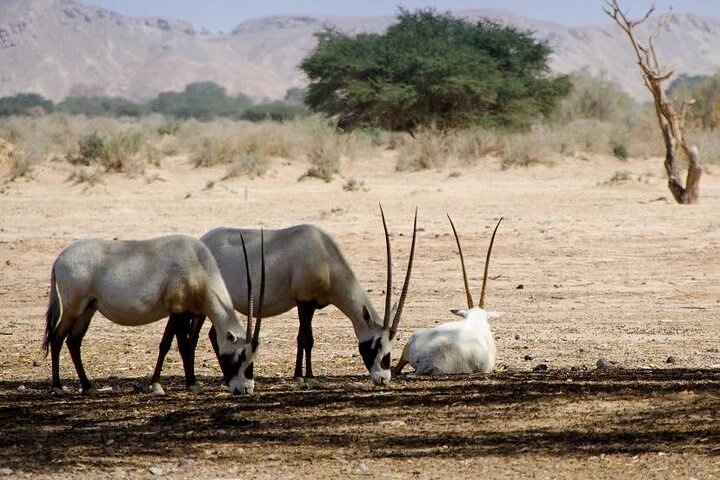 National Park Privat safari Tour from Agadir and Taghazout - Image 4