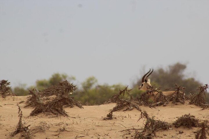 National Park Safari & Sahara Desert including Tajine for lunch - Image 4