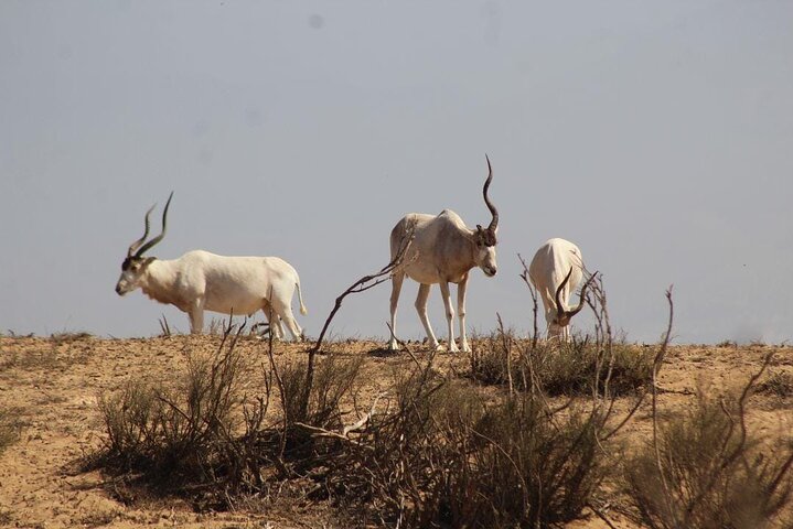 National Park Safari & Sahara Desert including Tajine for lunch - Image 3
