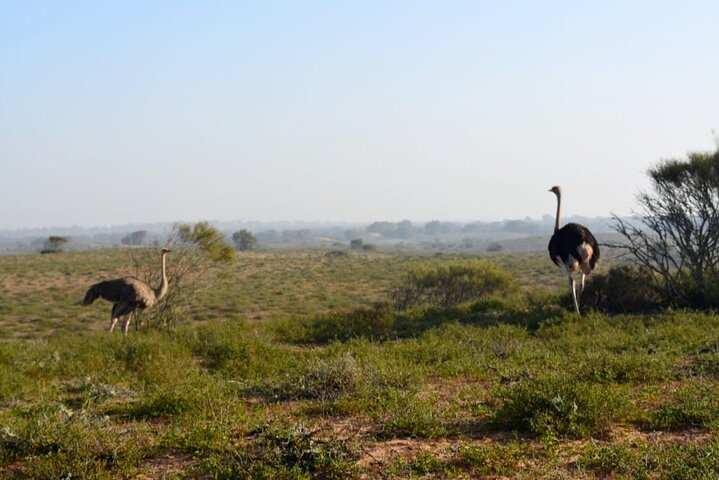 National Park Safari & Sahara Desert including Tajine for lunch - Image 5