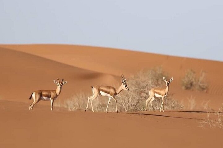 National Park Safari & Sahara Desert including Tajine for lunch - Image 1