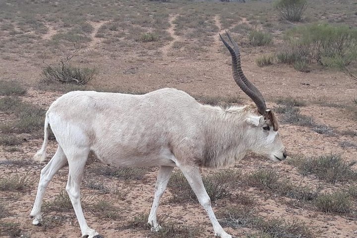 National Park Visit Souss Massa (Endangered Animals) - Image 5