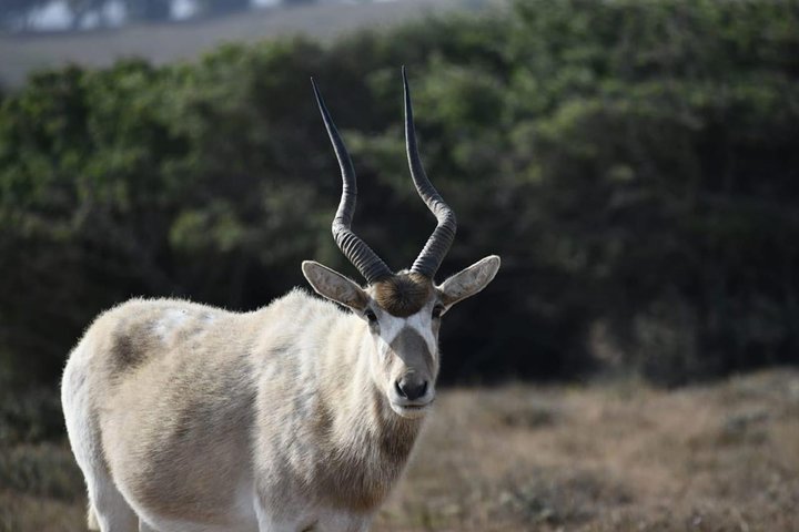 National Park Visit Souss Massa (Endangered Animals) - Image 1