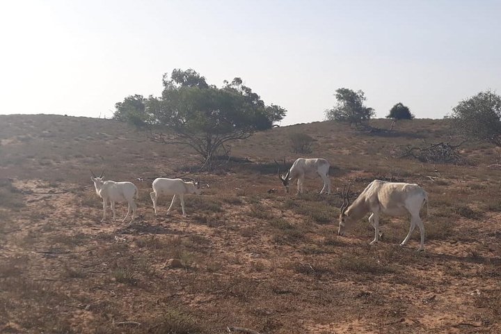 National Park Visit Souss Massa (Endangered Animals) - Image 4