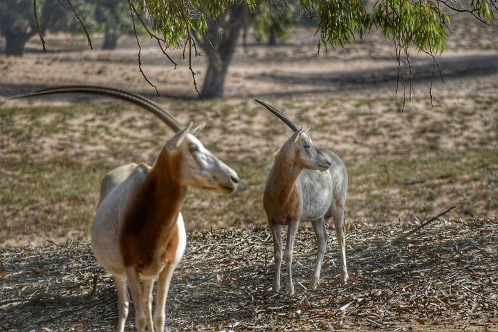 National Park Visit Souss Massa (Endangered Animals) - Image 3