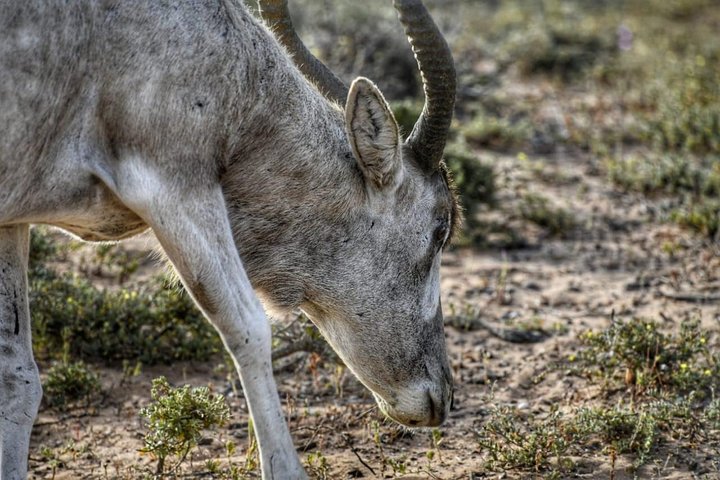 National Park Visit Souss Massa (Endangered Animals) - Image 2