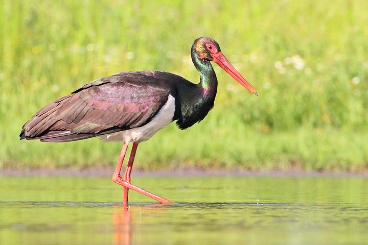 Offshore Wild life exploration - Image 1
