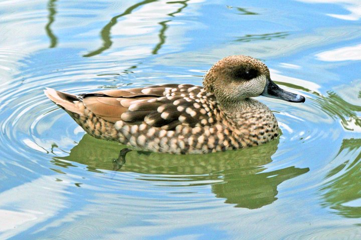 Offshore Wild life exploration - Image 3