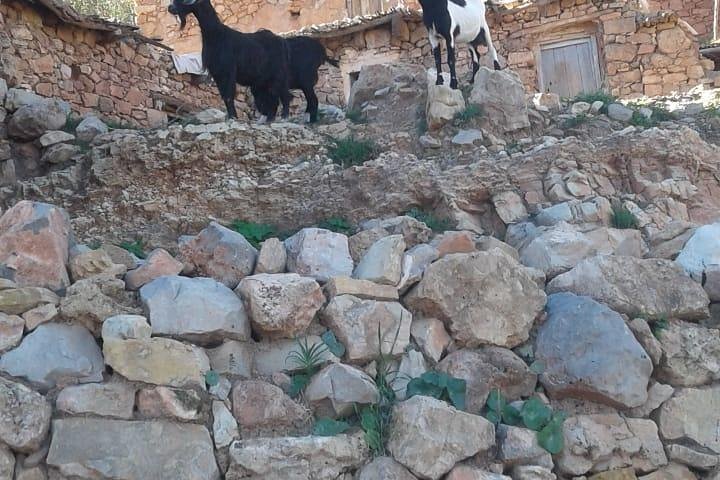  Paradise Valley excursion & berber Breakfast included  - Image 3