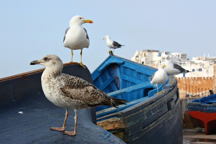 Private Day Tour To Essaouira  - Image 2