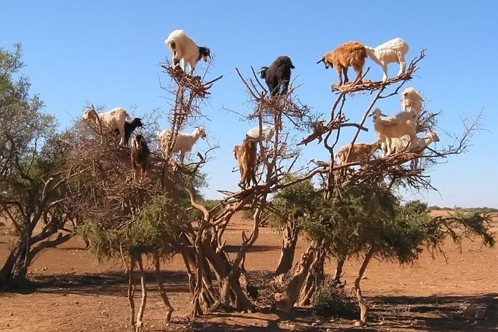 Private Day Tour To Essaouira  - Image 5