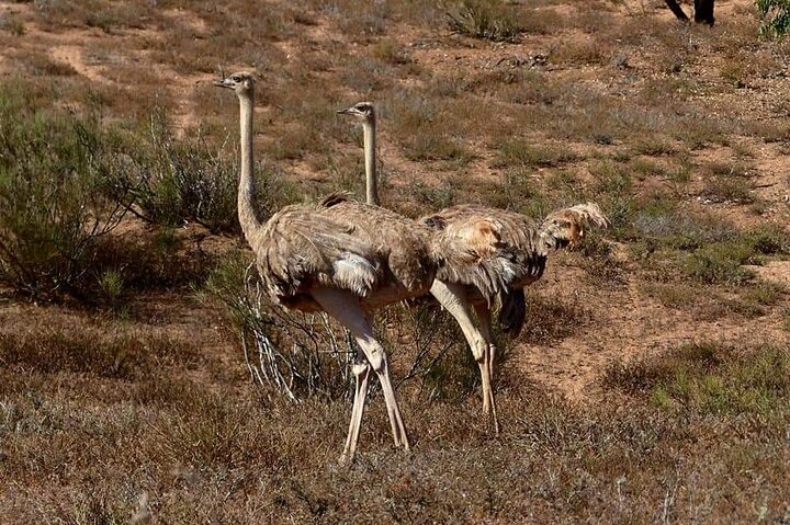 Private Tour of Souss-Massa National Park and Flamingo Park - Image 4