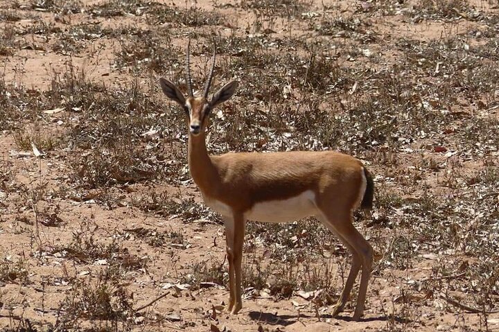 Private Tour of Souss-Massa National Park and Flamingo Park - Image 5