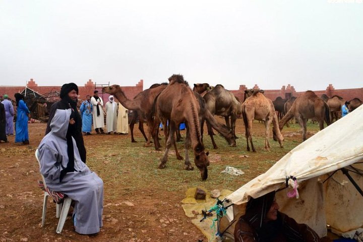 Saturday weekly Camel Market - Image 1