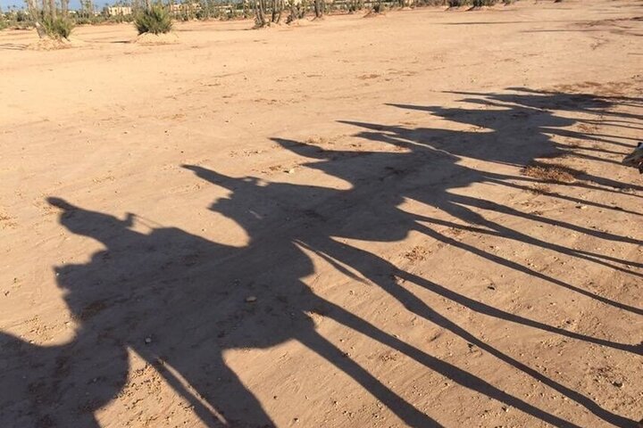 Sunset Camel Ride in Agadir or Taghazout With Transfers - Image 3