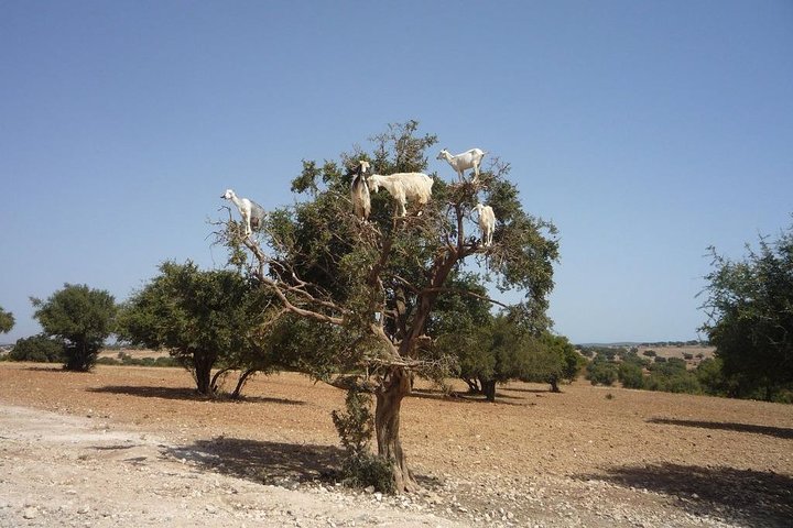 Tafraout and Tiznit Guided Day Tour from Agadir - Image 4