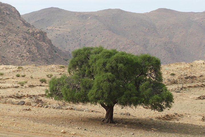 Tafraout and Tiznit Guided Day Tour from Agadir - Image 3