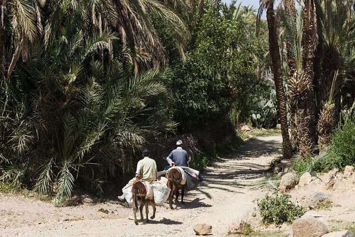 Taroudant & Tiout Oasis Shore Excursion - Image 2