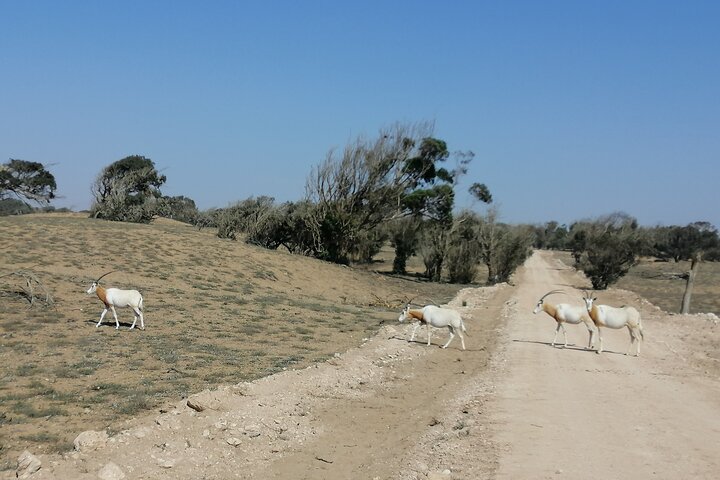 Tour to National Park in the South of Agadir - Image 3