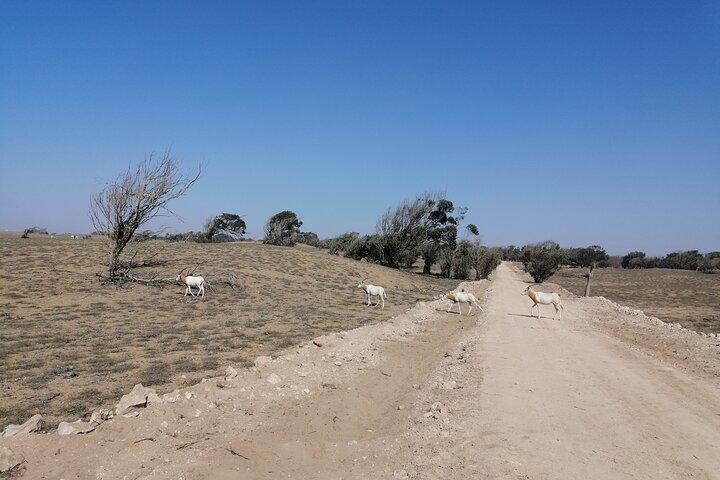 Tour to National Park in the South of Agadir - Image 2