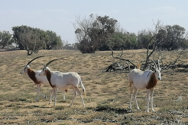 Tour to National Park in the South of Agadir - Image 4